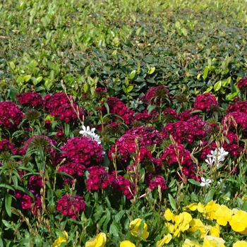 Dianthus barbatus Dash™ '' (108478)