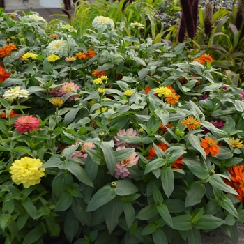 Zinnia marylandica Zahara® 'Mix' (108499)