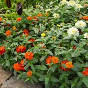 Zinnia marylandica Zahara® 'Mix' (108501)