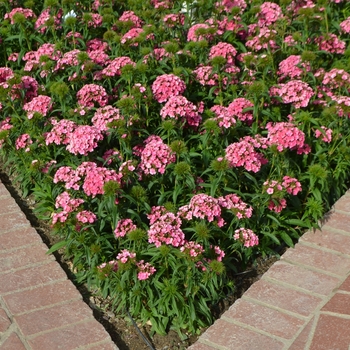 Dianthus barbatus Dash™ '' (108502)