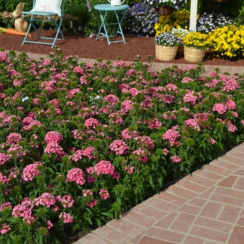 Dianthus barbatus Dash™ '' (108503)