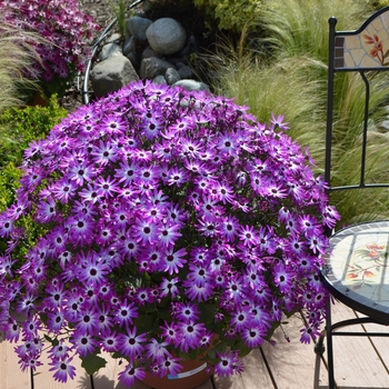 Pericallis Senetti® 'Magenta Bicolor' (108558)