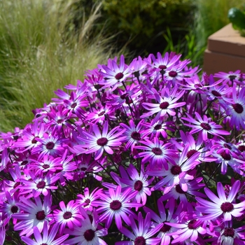 Pericallis Senetti® 'Magenta Bicolor' (108559)