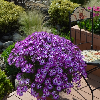 Pericallis Senetti® 'Magenta Bicolor' (108560)