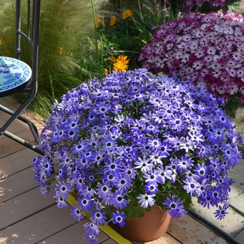 Pericallis Senetti® '' (108568)