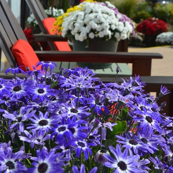 Pericallis Senetti® '' (108570)