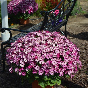 Pericallis Senetti® 'Ruby Red' (108578)