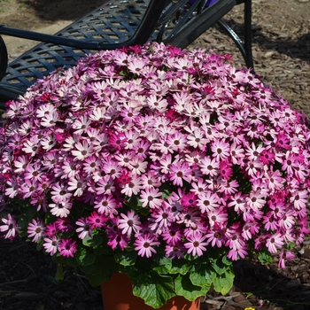 Pericallis Senetti® 'Ruby Red' (108580)