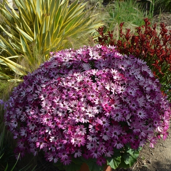 Pericallis Senetti® 'Ruby Red' (108581)