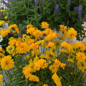 Coreopsis grandiflora 'Sun Swirl' (108884)