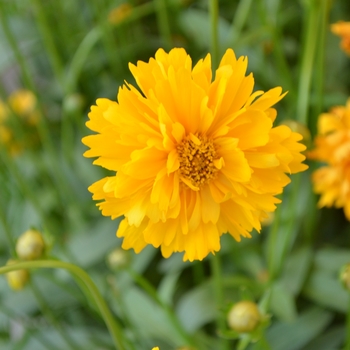 Coreopsis grandiflora 'Sun Swirl' (108885)