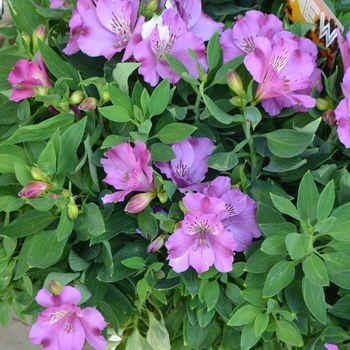 Alstroemeria Inticancha® 'Classic' (108893)