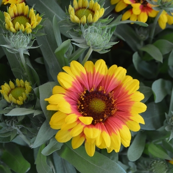 Gaillardia aristata 'SpinTop Red Starburst' (108930)