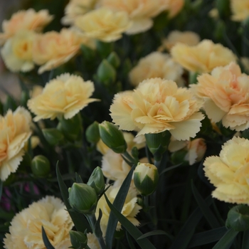 Dianthus caryophyllus 'Sunflor Amber' (108933)