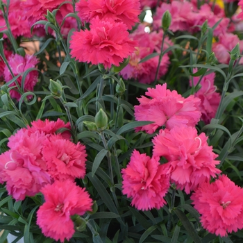 Dianthus Sunflor® 'Abby®' (108935)