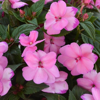 Impatiens hawkeri Sunstanding 'Lavender Frost' (109010)