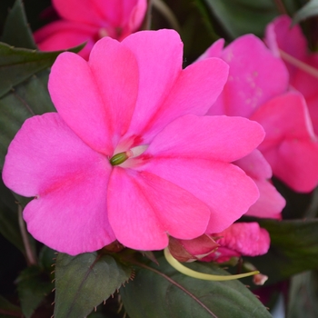 Impatiens hawkeri Sunstanding 'Hot Pink' (109012)