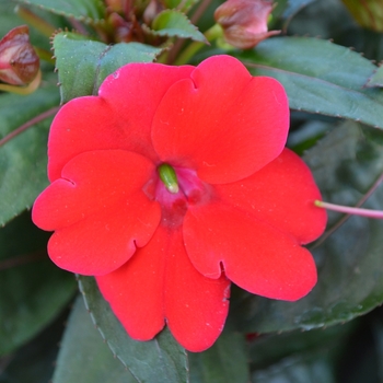 Impatiens hawkeri ImPower™ 'Dark Red' (109013)