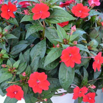 Impatiens hawkeri ImPower™ 'Dark Red' (109014)