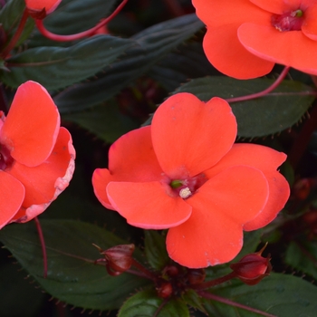 Impatiens hawkeri Sunstanding 'Coral Aurora' (109016)