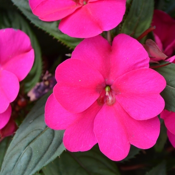 Impatiens hawkeri Sunstanding 'Purple' (109019)