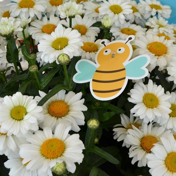 Leucanthemum maximum Sweet Daisy 'Christine' (109137)