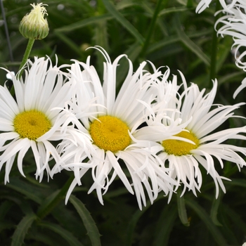 Leucanthemum maximum Sweet Daisy 'Cher' (109138)