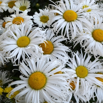 Leucanthemum maximum Sweet Daisy 'Cher' (109140)