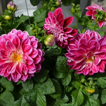 Dahlia Starsister® '' (109142)