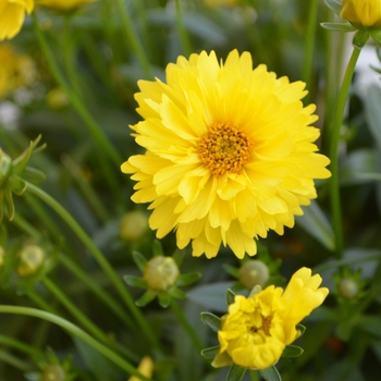 Coreopsis Leading Lady 'Sophia' (109144)