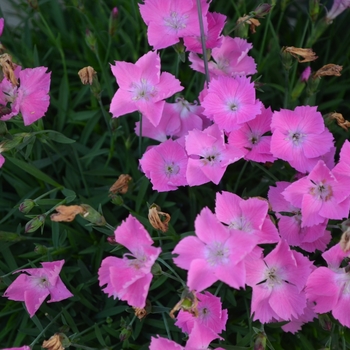 Dianthus gratianopolitanus Kahori® 'Pink' (109181)