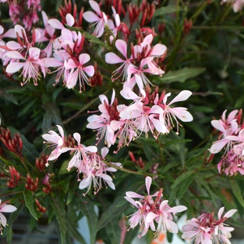 Gaura lindheimeri 'Graceful Pink' (109183)