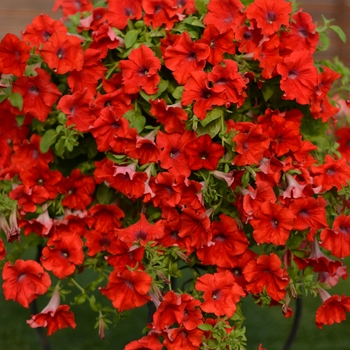 Petunia Surfinia® 'Trailing Red' (109218)