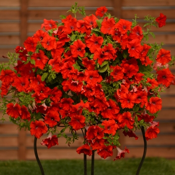 Petunia Surfinia® 'Trailing Red' (109219)