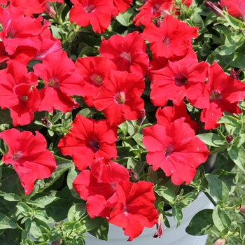 Petunia Surfinia® 'Trailing Red' (109220)