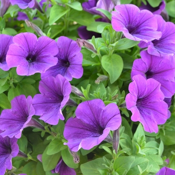 Petunia Potunia 'Cobalt Blue' (109269)