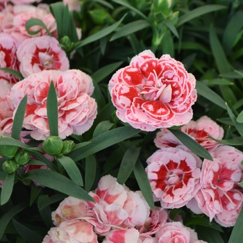 Dianthus 'Sunflor Megan' (109328)