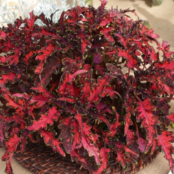 Coleus Under The Sea® 'Pink Reef' (109329)