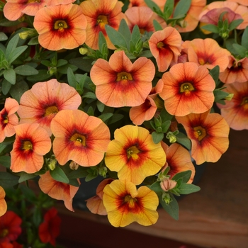 Calibrachoa Unique 'Mango Punch' (109367)