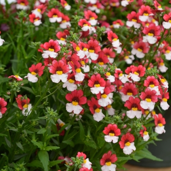 Nemesia Juicy Fruits® 'Cherry on Ice' (109380)