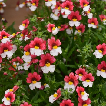 Nemesia Juicy Fruits® 'Cherry on Ice' (109381)