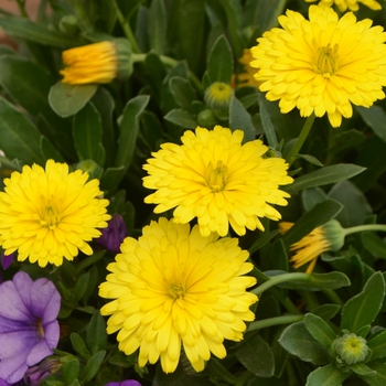 Calendula 'Power Daisy' (109387)