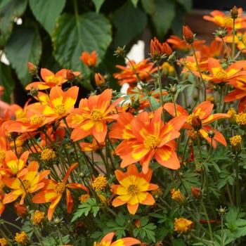 Bidens 'Funny Honey' (109389)