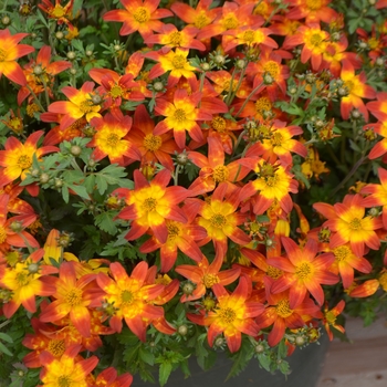 Bidens 'Fire Wheel' (109391)