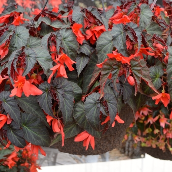 Begonia Summerwings® 'Dark Elegance' (109396)