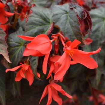 Begonia Summerwings® 'Dark Elegance' (109397)