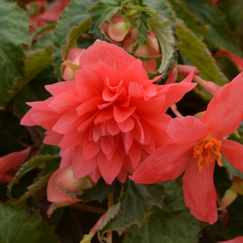 Begonia Belleconia™ '' (109403)