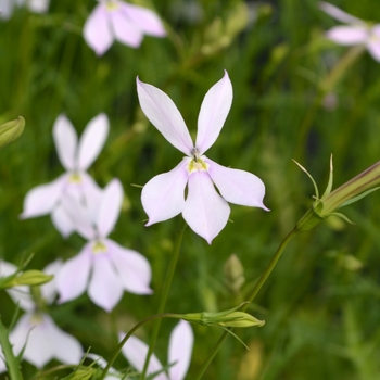 Laurentia 'Avant-garde White' (109409)