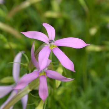 Laurentia 'Avant-garde Pink' (109411)