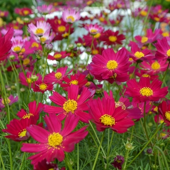 Cosmos bipinnatus 'Hot Pink' (109416)